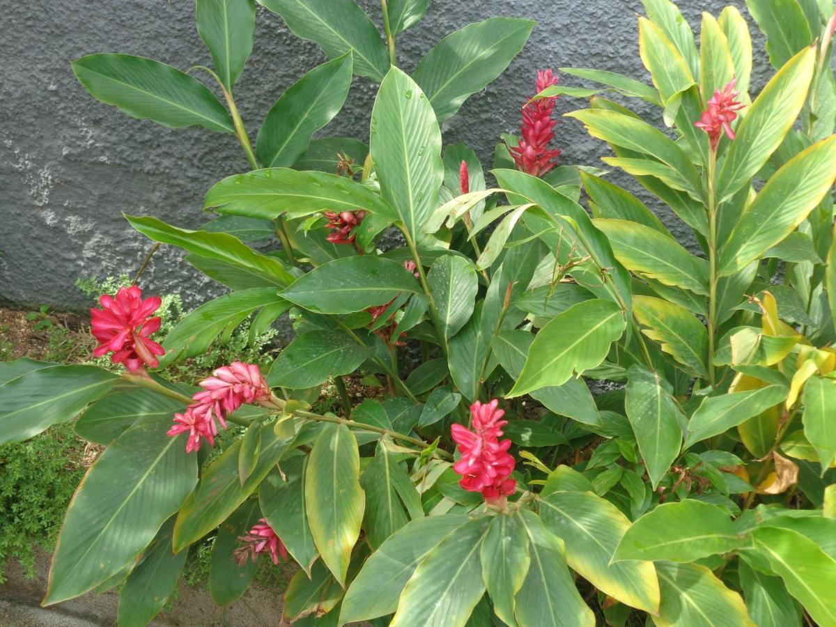 Hotel Santos`s House Sao Tome Exterior foto